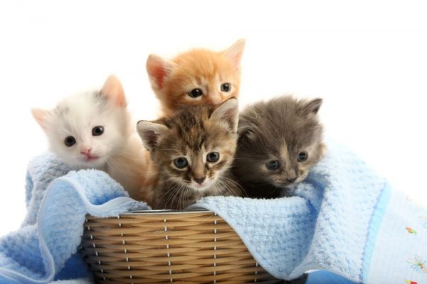 What is the Best Age to Neuter a Male Kitten in 2024?